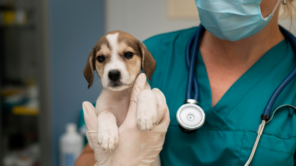 Curso gratuito para médicos-veterinários em técnicas cirúrgicas